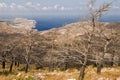 Olivers and pines blackened by a fire near the village of Mesochori, Karapathos island